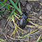Purple Rimmed Carabus