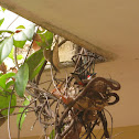 Red Whiskered Bulbul