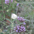 Cabbage White Butterfly
