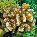 Cauliflower Coral