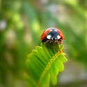 Ladybug