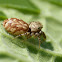 Jumping spider (female)