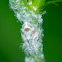 Planthopper Nymph