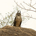 Eurasian Eagle Owl