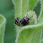 Twice-Stabbed Stink Bug
