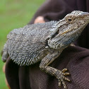 Eastern bearded dragon