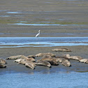 Harbor seal