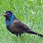 Common Grackle