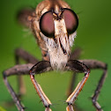 Robber Fly
