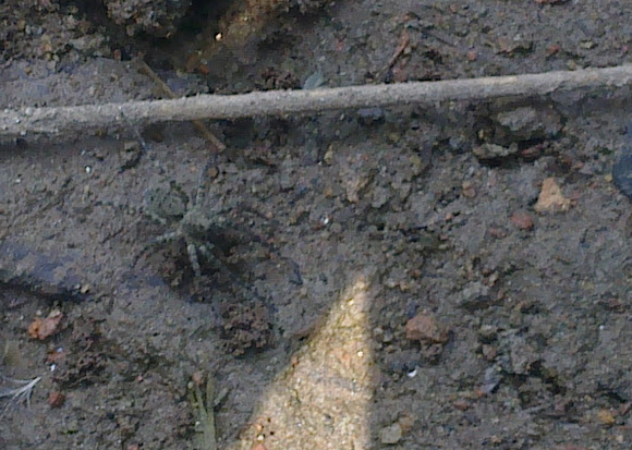 Spotting Image 1