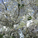 Norway Maple
