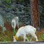 Mountain goats