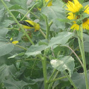 American Goldfinch