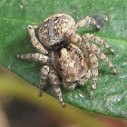 Jumping Spider