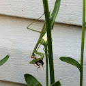 Praying Mantis