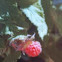 Raspberry