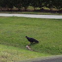 American Black Vulture