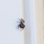 Hammerjawed jumper