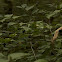 Unknown spotting