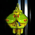 Red-eyed Tree Frog