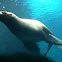 California sea lion