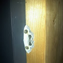 Moth