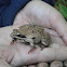 Wood Frog