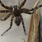 Fishing Spider