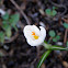 Crocus