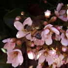 Honey Bee