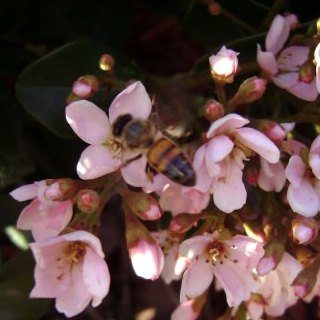 Spotting Image 1