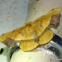 Geometridae