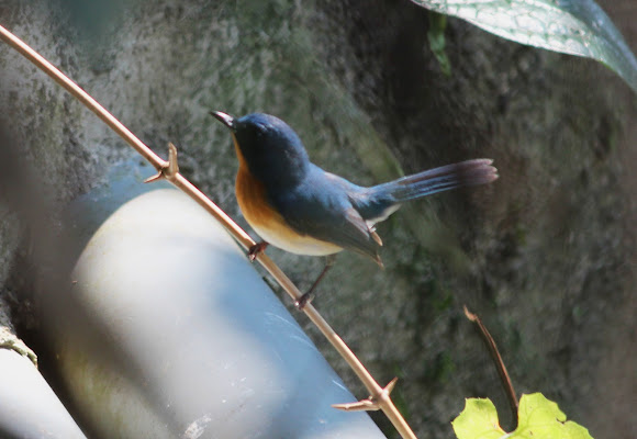 Spotting Image 1