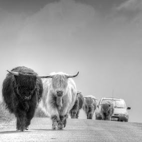 Traffic Jam by Stefen Dicks - Transportation Automobiles ( car, scotland, traffic jam, cow, travel, cattle )
