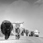 Traffic Jam by Stefen Dicks - Transportation Automobiles ( car, scotland, traffic jam, cow, travel, cattle )