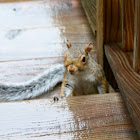 Squirel