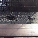 Mallard ducks