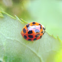 Ten-spotted ladybird