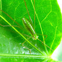 Katydid Nymph