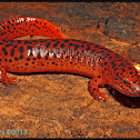 Red Salamander