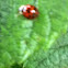 Harlequin ladybirds