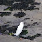 Little Egret