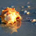 Florida Fighting Conch Shell