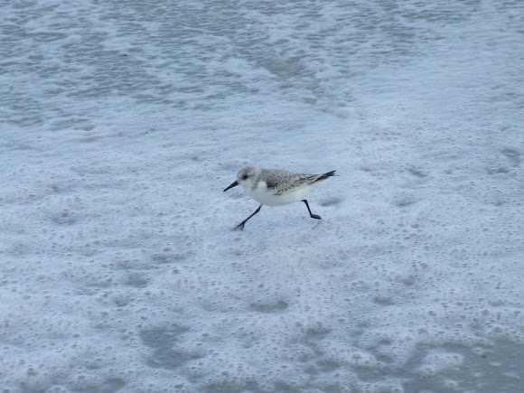 Spotting Image 1