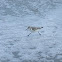 Sanderling