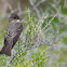 Western Wood-Pewee