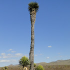 Yuca