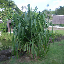 Punahou School summer 2012 Bioblitz