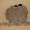 Avión Común (House Martin)