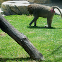 Hamadryas baboon